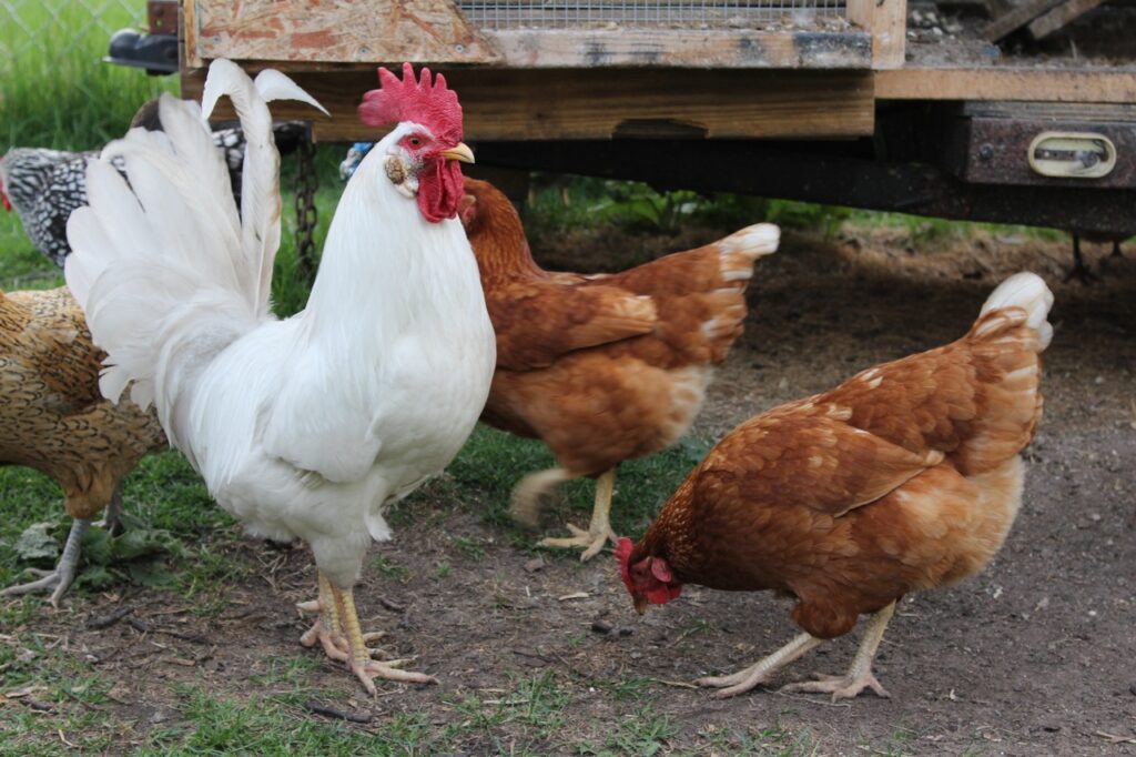 Les aliments idéaux pour les poules : Guide pour optimiser leur ponte.