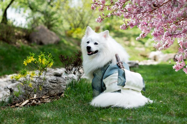 Protéger et choyer votre chien en hiver : conseils pour affronter le froid en toute sérénité